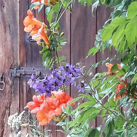 Petit En Alsace * Bouxwiller (Bas-Rhin)